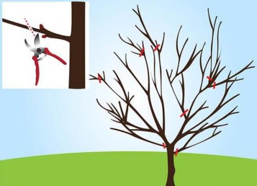 Обрезка старой вишни осенью. Санация вишни разной формы