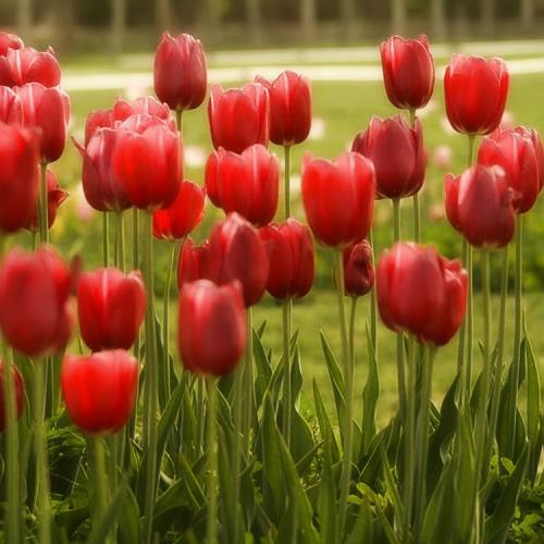 Посадка тюльпанов в грунт. Выращивание тюльпанов в открытом грунте: правила и рекомендации