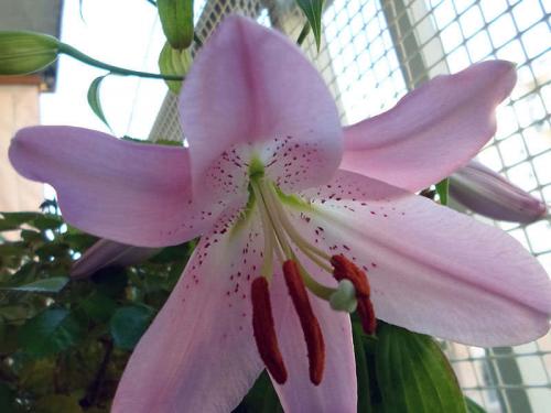 Когда и как сажать лилии осенью в открытый грунт. Сроки в зависимости от региона 12