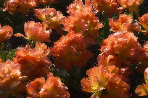 Посадка тюльпанов в грунт. Выращивание тюльпанов в открытом грунте: правила и рекомендации