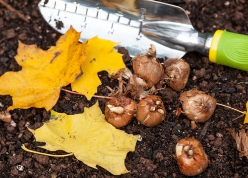 Когда сажать тюльпаны под зиму. Когда сажать тюльпаны осенью?