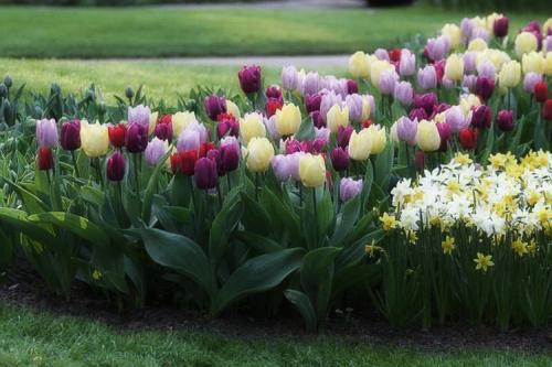 Посадка тюльпанов в грунт. Выращивание тюльпанов в открытом грунте: правила и рекомендации