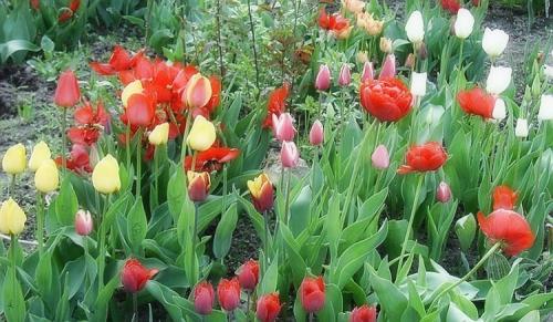 Посадка тюльпанов в грунт. Выращивание тюльпанов в открытом грунте: правила и рекомендации