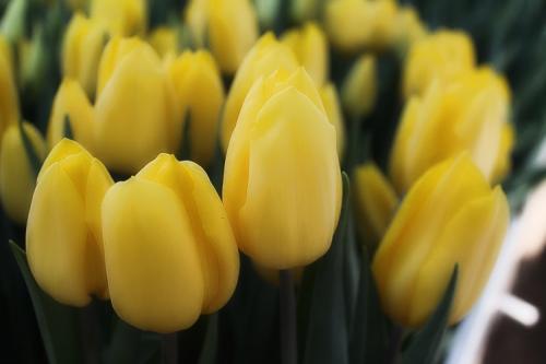 Посадка тюльпанов в грунт. Выращивание тюльпанов в открытом грунте: правила и рекомендации