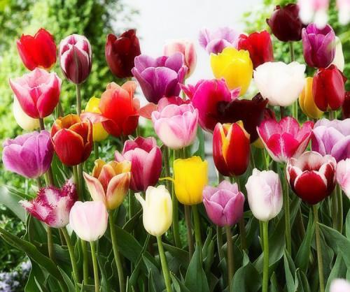 Посадка тюльпанов в грунт. Выращивание тюльпанов в открытом грунте: правила и рекомендации