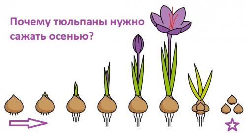 Когда сажать тюльпаны под зиму. Когда сажать тюльпаны осенью?