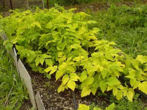 Свежий навоз под малину. Подкормка малины весной