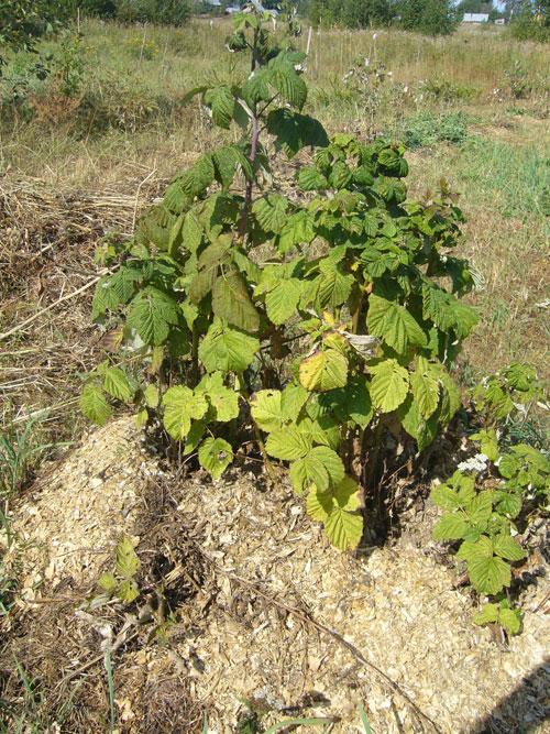 Свежий навоз под малину. Подкормка малины весной