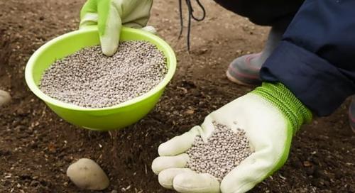 Чем подкормить плодовые деревья и кустарники осенью: полезные советы 03 Чем подкормить плодовые деревья и кустарники осенью: полезные советы 03