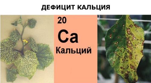 Как определить, недостаточно ли питательных веществ у ваших растений. Недостаток кальция у растений