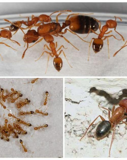 Как бороться с муравьями народными средствами. Как отпугнуть насекомых