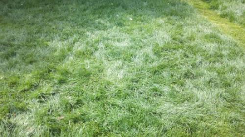 Как стричь переросший газон. Что делать, если ваш газон «перерос»?