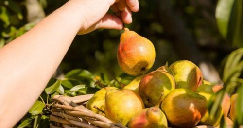 Какая оптимальная дозировка удобрений для осенней обработки. Когда делать осеннюю подкормку