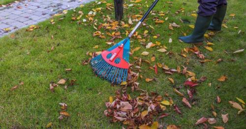 Какие сорта лилий лучше высаживать осенью. Преимущества осенней посадки лилий