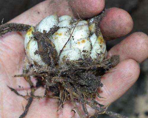 Как часто нужно поливать лилии осенью. Как покупать лилии