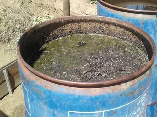 Коровий навоз, как удобрение. Навоз коровий –, как применять для подкормок растений