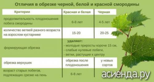 Как правильно обрезать ягодные кустарники перед зимой. Обрезка ягодных кустов: правила и сроки