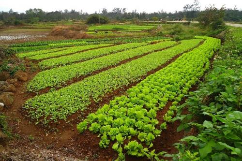 Сидераты виды. Сидераты –, что это, какие лучше сеять и когда как использовать