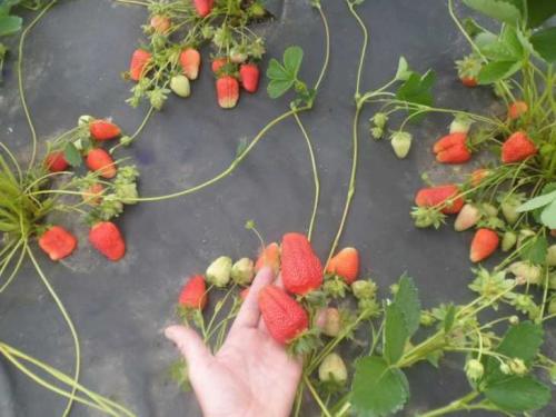 Агроволокно для клубники плотность. Агроволокно для клубники –, как выбрать, применять и использовать правильно агроволокно при выращивании клубники (100 фото)
