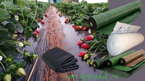 Спанбонд для клубники плотность. Виды покрытия