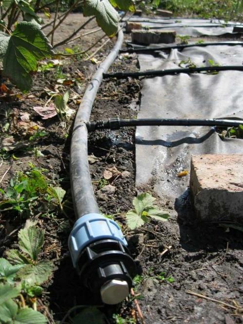 Агроволокно для клубники плотность. Агроволокно для клубники –, как выбрать, применять и использовать правильно агроволокно при выращивании клубники (100 фото)