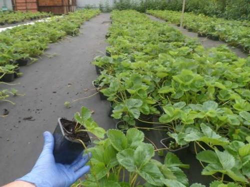 Агроволокно для клубники плотность. Агроволокно для клубники –, как выбрать, применять и использовать правильно агроволокно при выращивании клубники (100 фото)