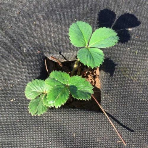 Агроволокно для клубники плотность. Агроволокно для клубники –, как выбрать, применять и использовать правильно агроволокно при выращивании клубники (100 фото)