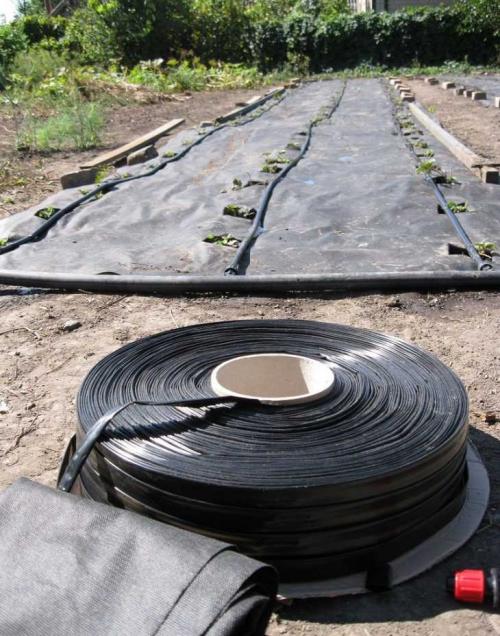 Агроволокно для клубники плотность. Агроволокно для клубники –, как выбрать, применять и использовать правильно агроволокно при выращивании клубники (100 фото)