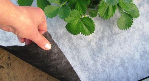 Белый укрывной материал для клубники. Какой укрывной материал для клубники выбрать