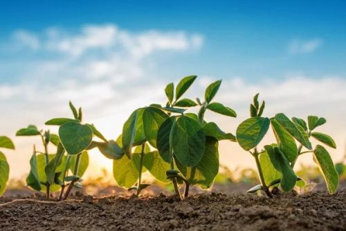 Сидераты виды. Сидераты –, что это, какие лучше сеять и когда как использовать