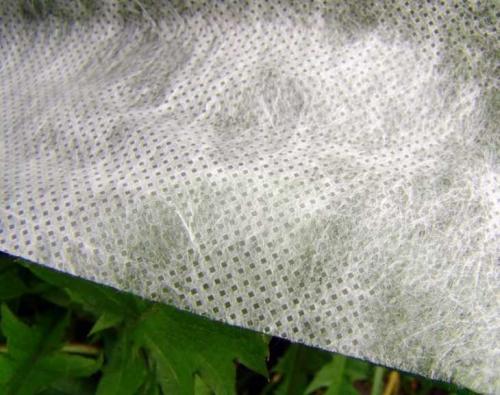 Агроволокно для клубники плотность. Агроволокно для клубники –, как выбрать, применять и использовать правильно агроволокно при выращивании клубники (100 фото)