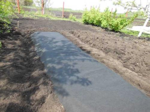 Агроволокно для клубники плотность. Агроволокно для клубники –, как выбрать, применять и использовать правильно агроволокно при выращивании клубники (100 фото)