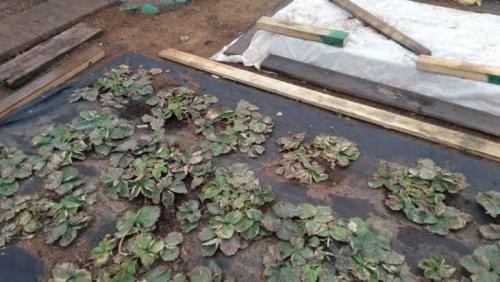 Агроволокно для клубники плотность. Агроволокно для клубники –, как выбрать, применять и использовать правильно агроволокно при выращивании клубники (100 фото)