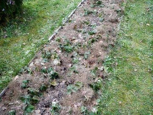 Укрывной материал для клубники на зиму. Чем укрывать клубнику на зиму от мороза и обязательно ли это делать?