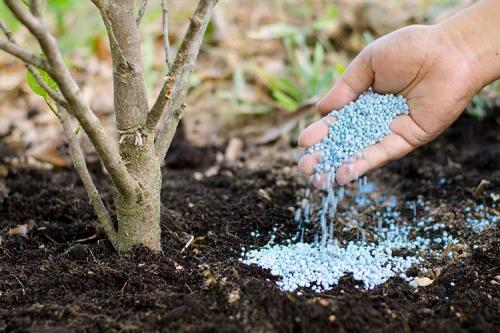 Удобрение под перекопку весной. Чем лучше удобрять почву весной