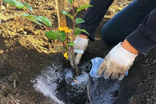 Удобрение под перекопку весной. Чем лучше удобрять почву весной