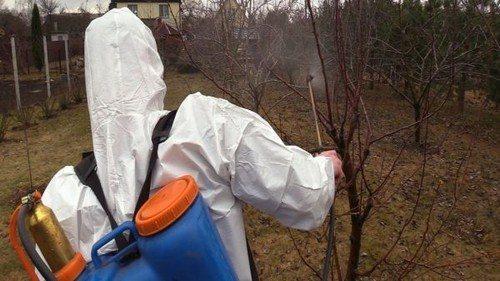 Советы по подготовке кустарников к зимовке. 8 советов по подготовке сада к зиме