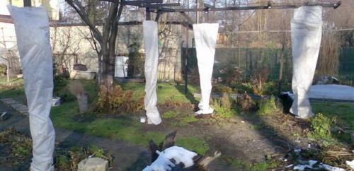 Подготовка сада и огорода к зиме. Готовим сад к зиме 02