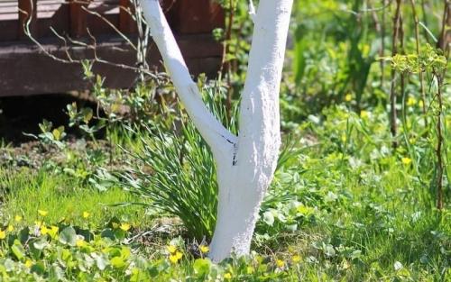 Советы по подготовке кустарников к зимовке. 8 советов по подготовке сада к зиме 13