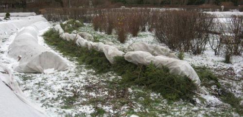 Подготовка сада и огорода к зиме. Готовим сад к зиме 03