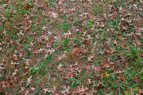 Работы в саду и огороде осенью. Осенние работы в огороде: ноябрь 04