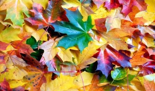 Работы в саду и огороде осенью. Осенние работы в огороде: ноябрь 13