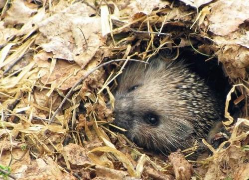 Работы в саду и огороде осенью. Осенние работы в огороде: ноябрь 20