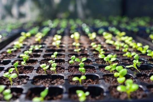 Работы в саду и огороде осенью. Осенние работы в огороде: ноябрь 15