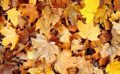 Работы в саду и огороде осенью. Осенние работы в огороде: ноябрь 16