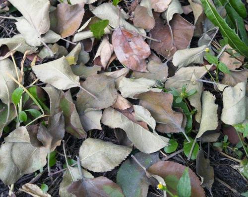 Работы в саду и огороде осенью. Осенние работы в огороде: ноябрь 08