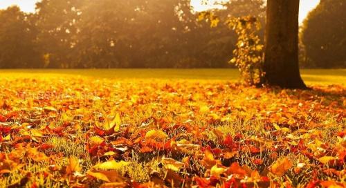 Работы в саду и огороде осенью. Осенние работы в огороде: ноябрь 17