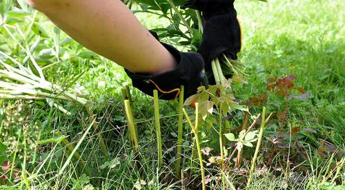 Работы в саду и огороде осенью. Осенние работы в огороде: ноябрь 11