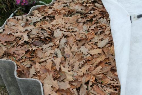 Работы в саду и огороде осенью. Осенние работы в огороде: ноябрь 09