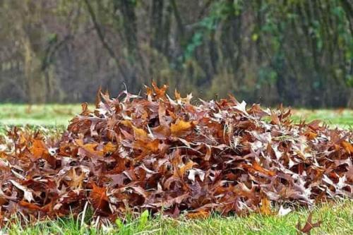 Работы в саду и огороде осенью. Осенние работы в огороде: ноябрь 07